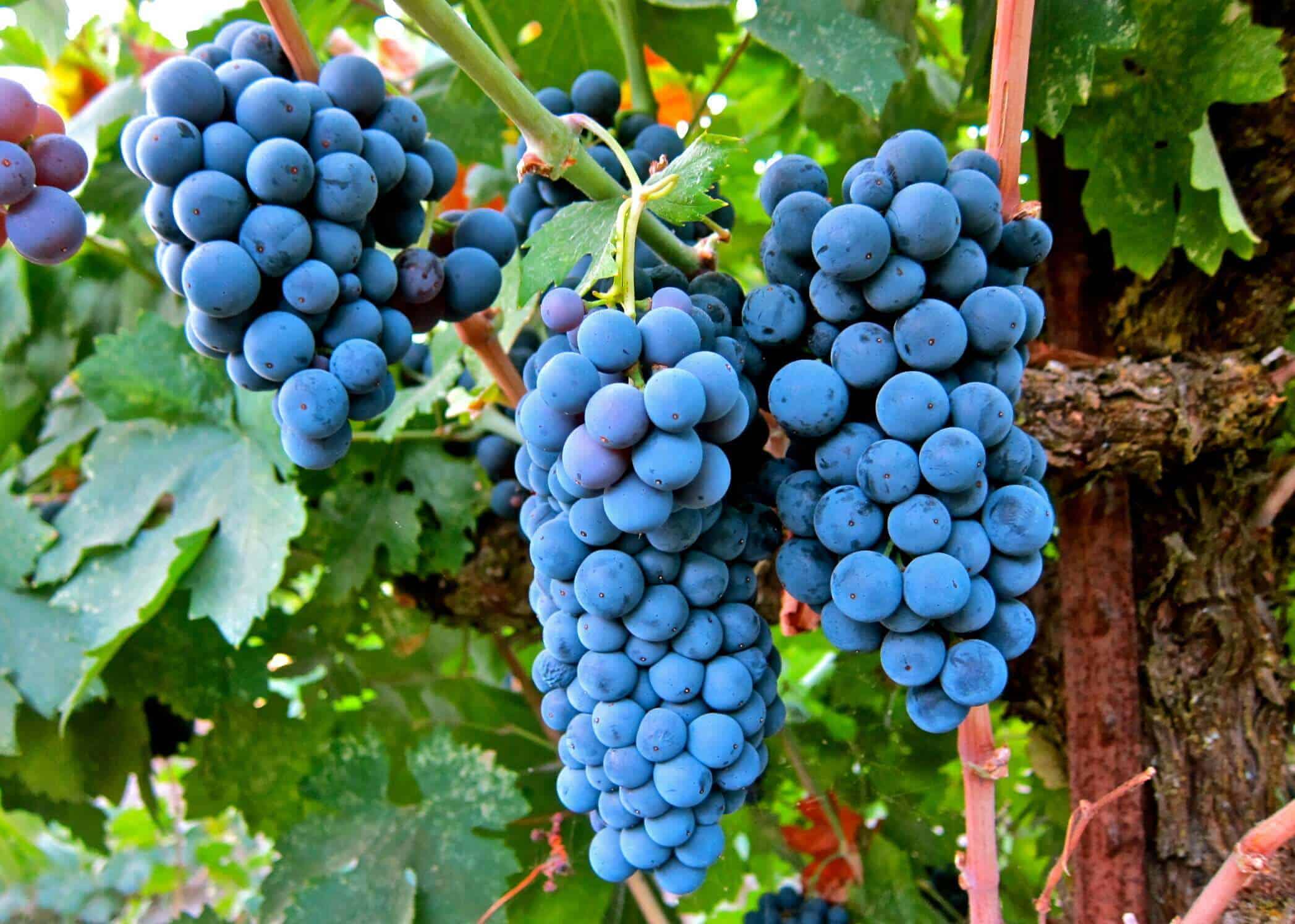 Types of Wine Grapes: A Dive into 20 Popular Varieties
